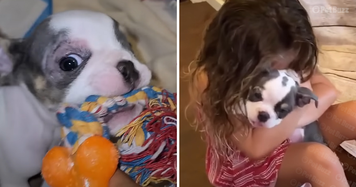 1-pound puppy