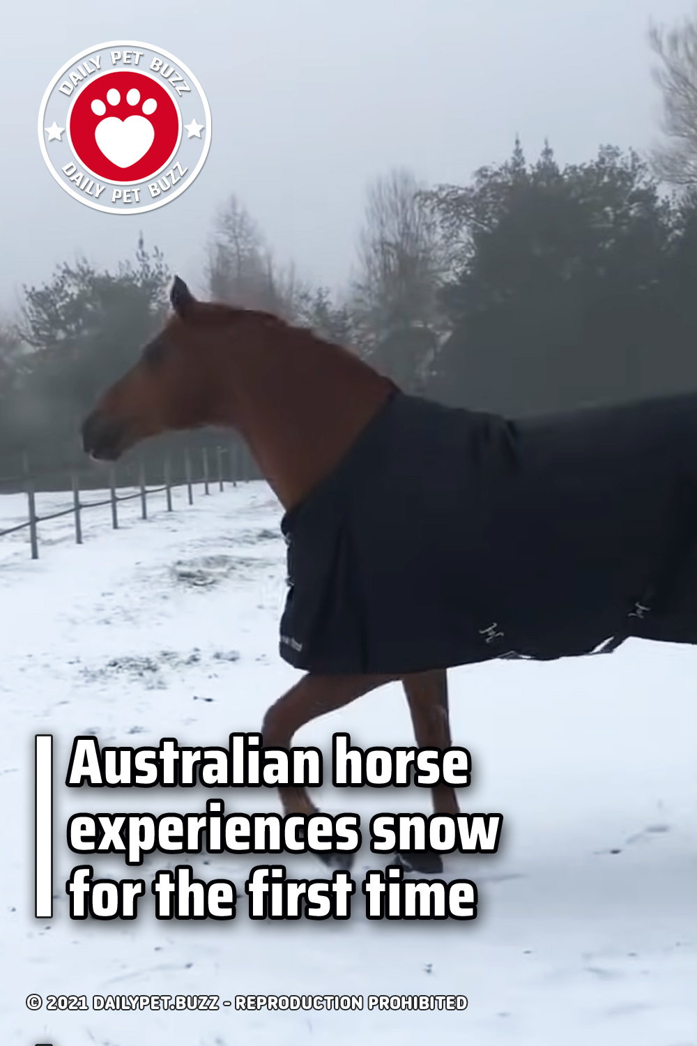 Australian horse experiences snow for the first time