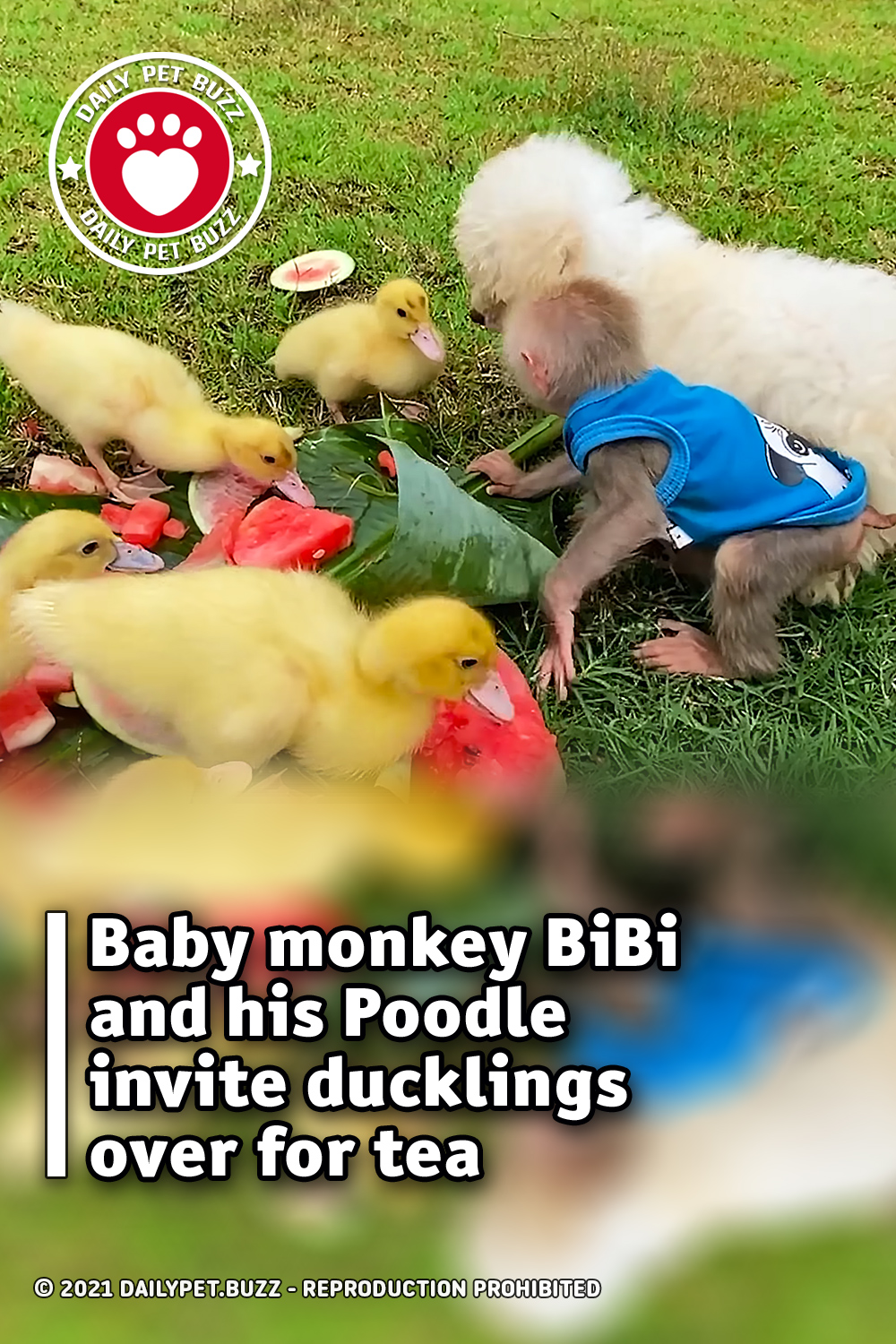 Baby monkey BiBi and his Poodle invite ducklings over for tea