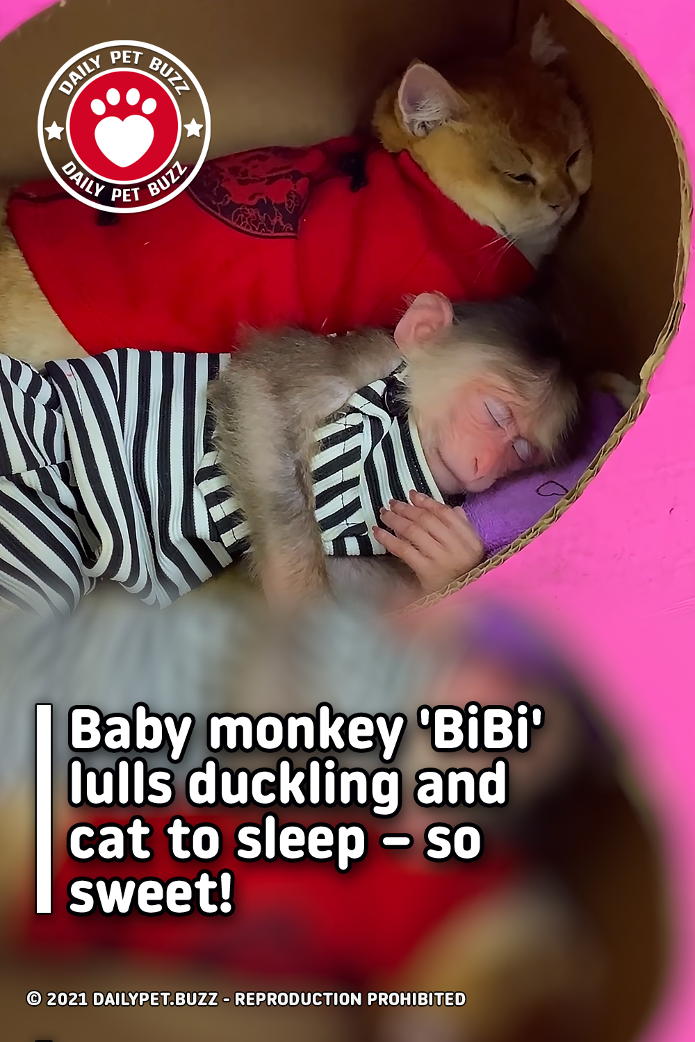 Baby monkey \'BiBi\' lulls duckling and cat to sleep – so sweet!