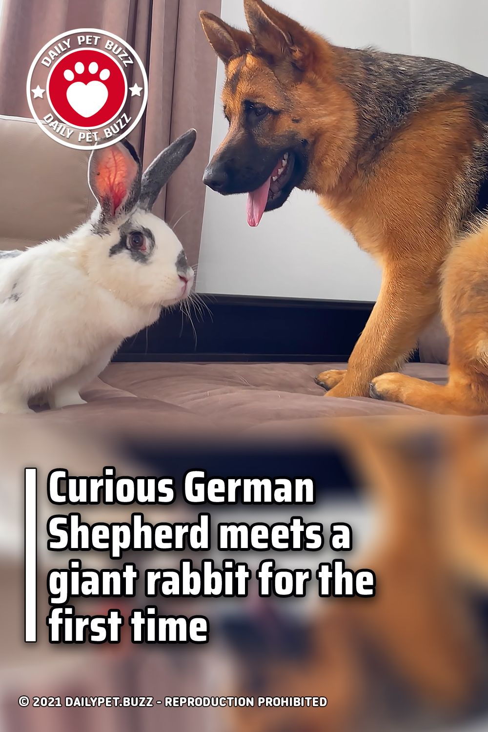 Curious German Shepherd meets a giant rabbit for the first time
