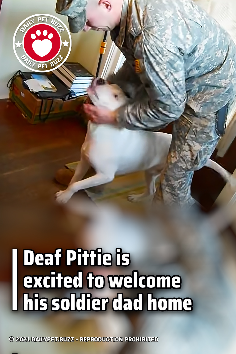 Deaf Pittie is excited to welcome his soldier dad home