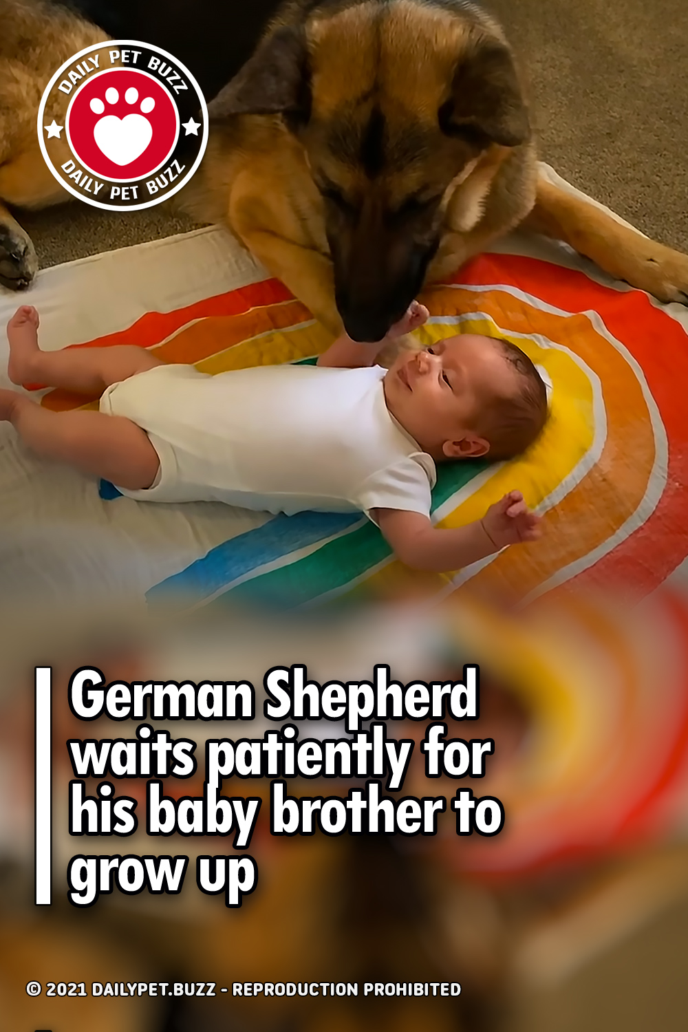 German Shepherd waits patiently for his baby brother to grow up