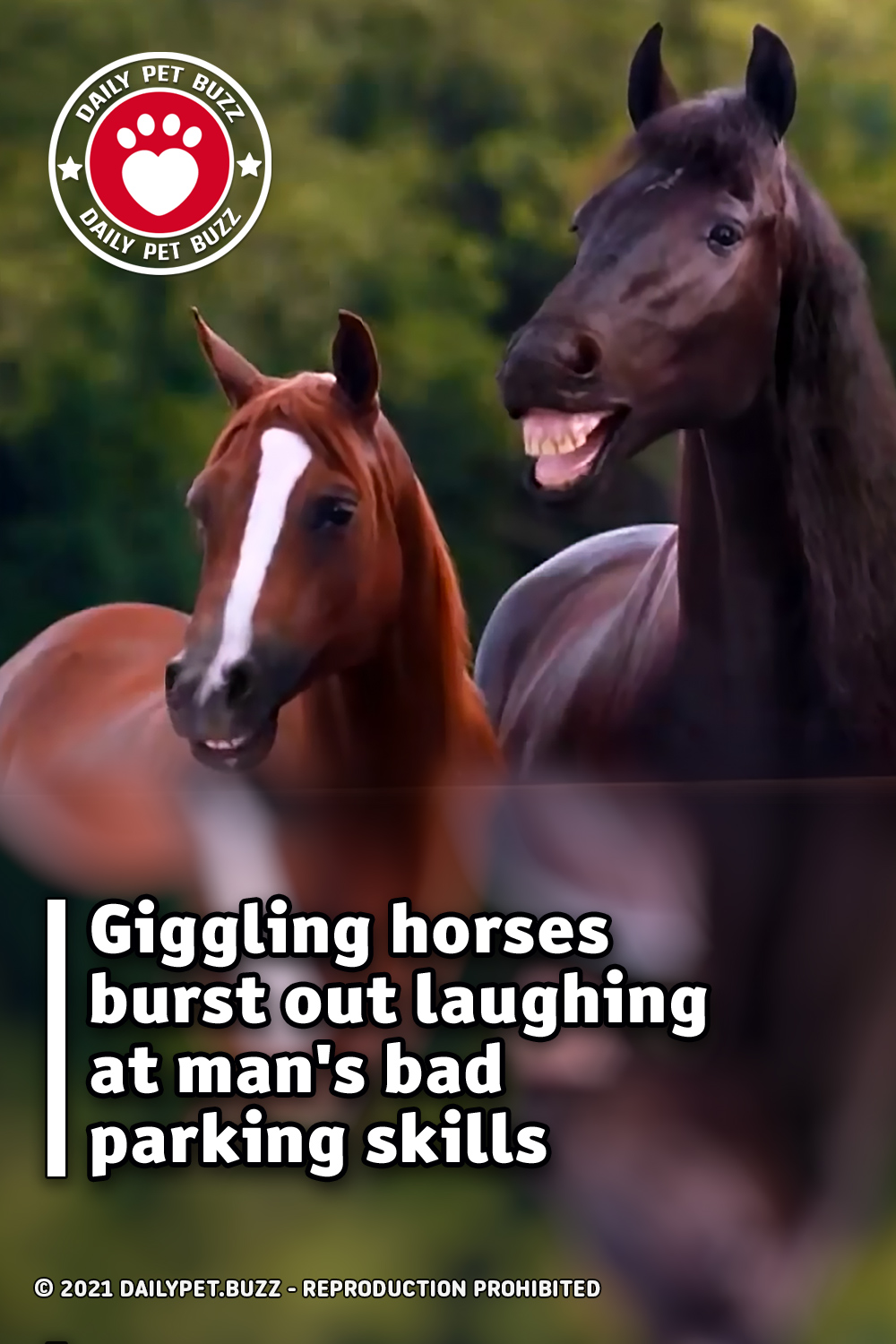 Giggling horses burst out laughing at man\'s bad parking skills