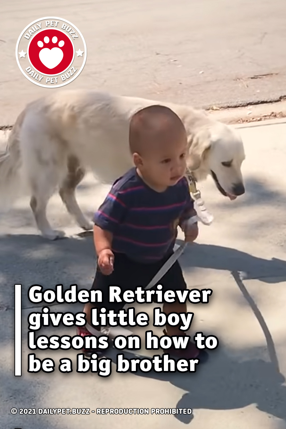 Golden Retriever gives little boy lessons on how to be a big brother