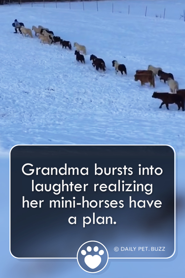 Grandma bursts into laughter realizing her mini-horses have a plan.