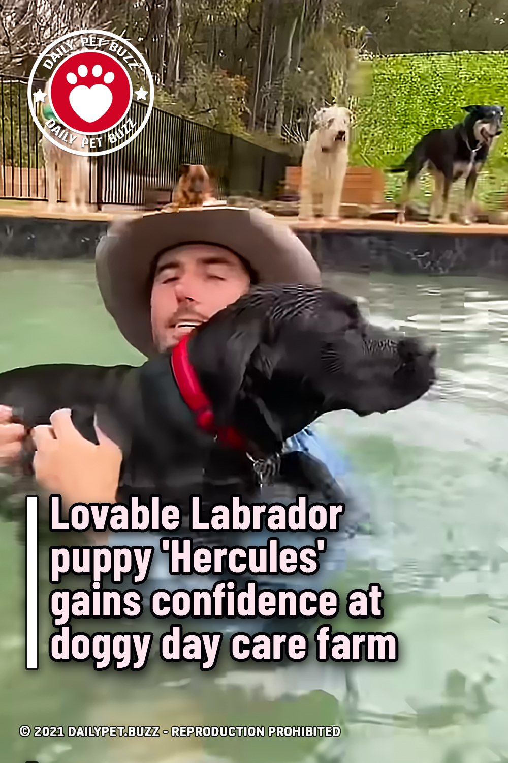 Lovable Labrador puppy \'Hercules\' gains confidence at doggy day care farm