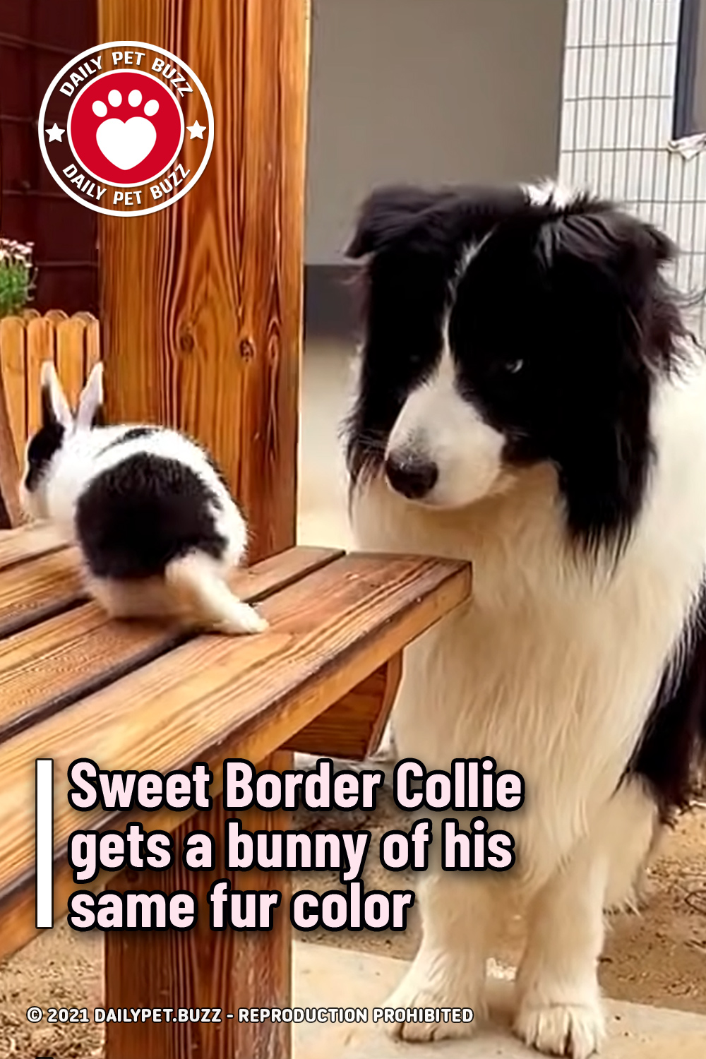 Sweet Border Collie gets a bunny of his same fur color