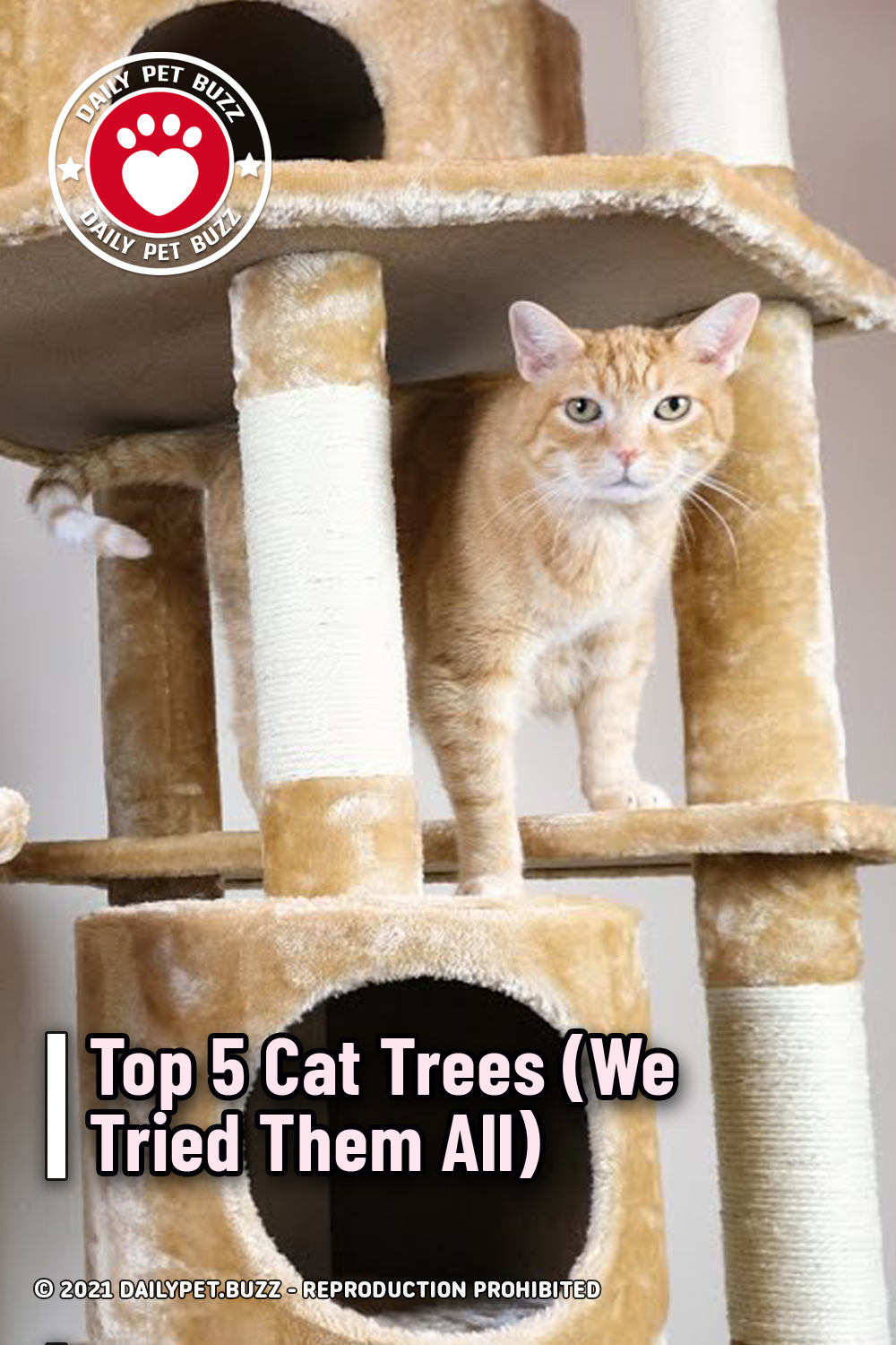 Top 5 Cat Trees (We Tried Them All)