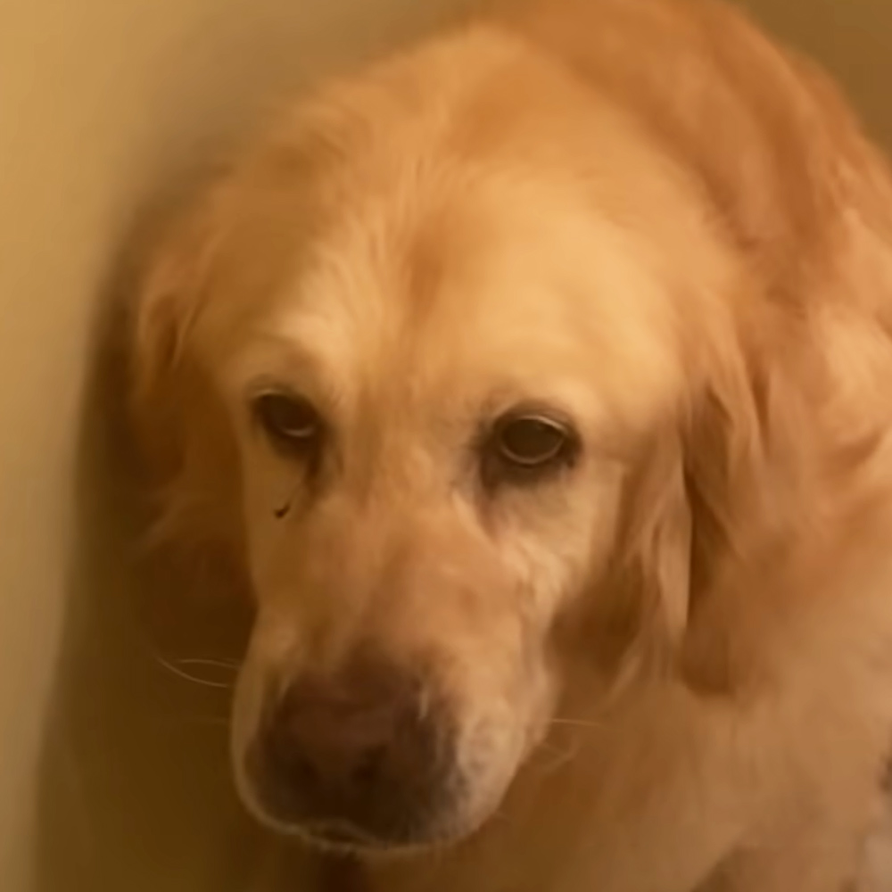 Rescued Golden Retriever