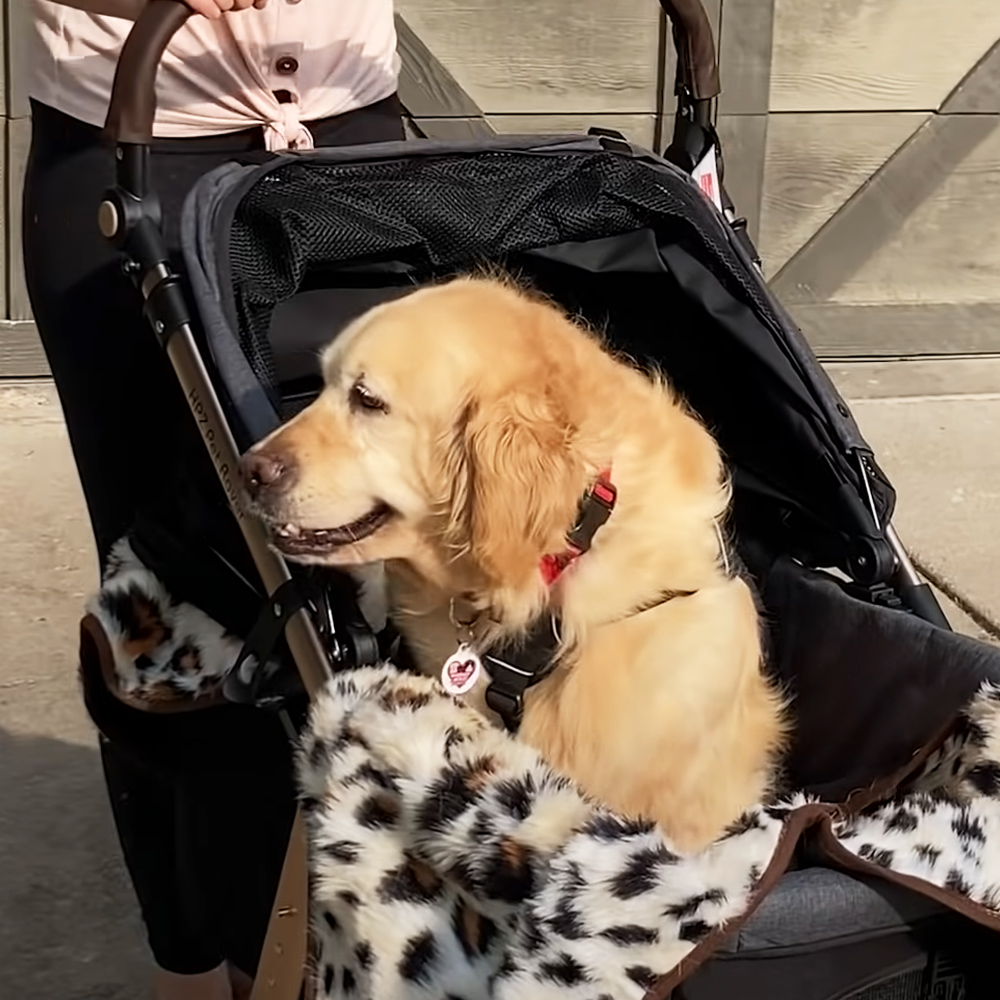 Rescued Golden Retriever