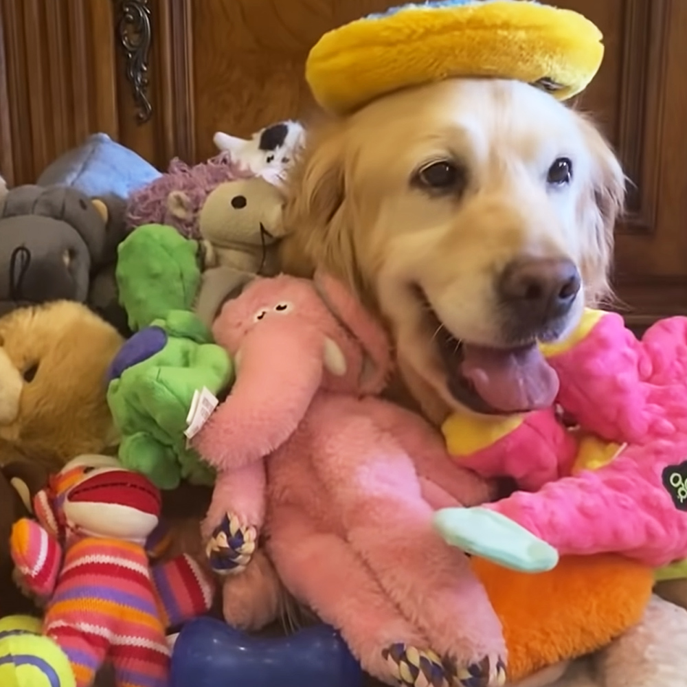 Rescued Golden Retriever