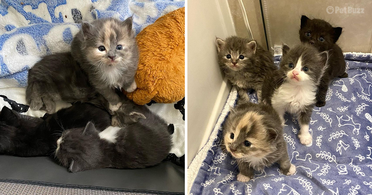 Orphaned kittens