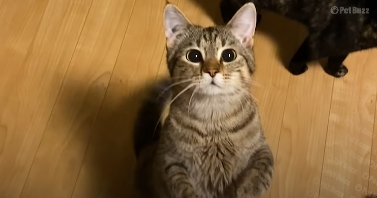 Adorable cat