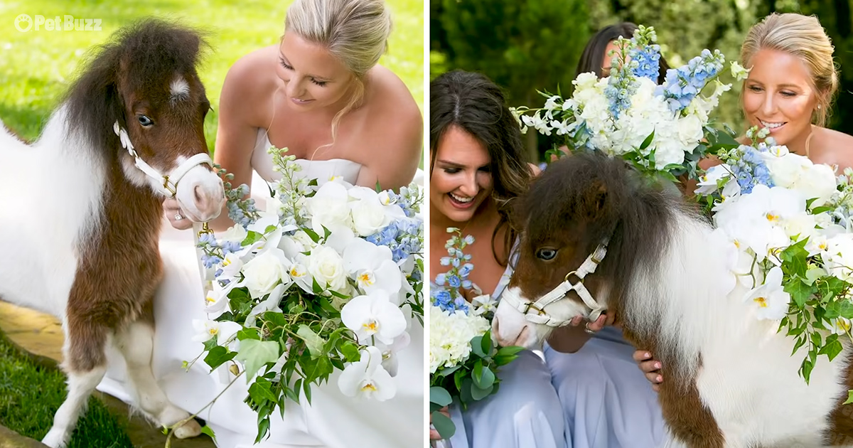 Dwarf rescue horse