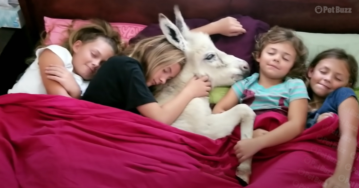 Baby donkey sleeping with sisters