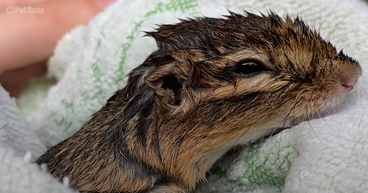Chipmunk