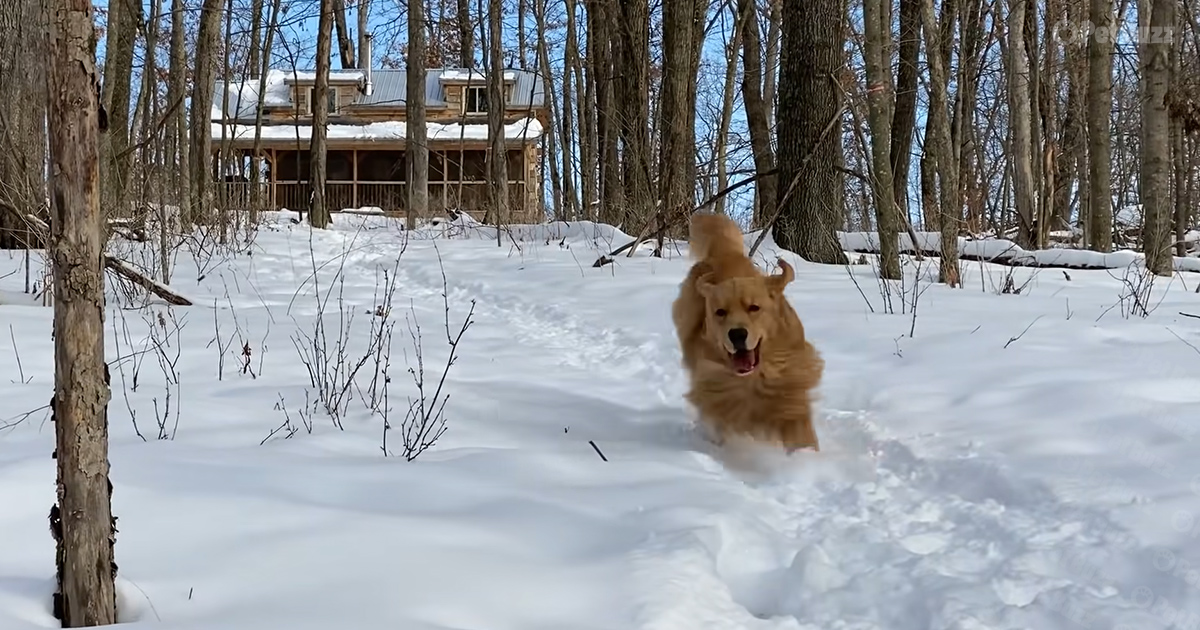 Golden Retriever