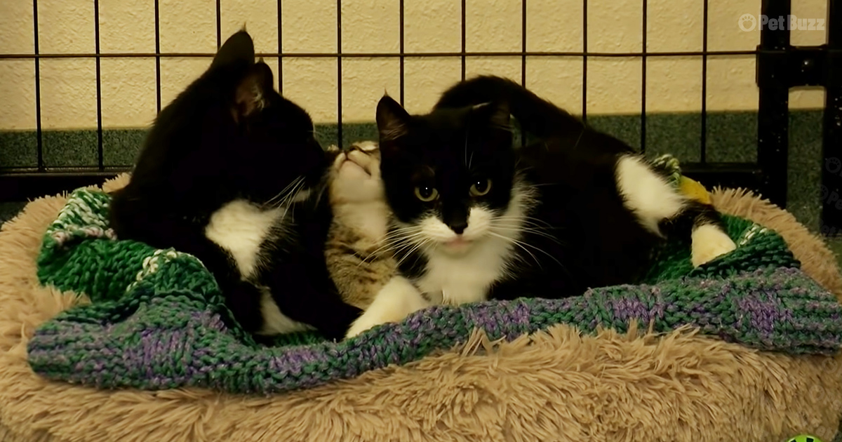 Cat Family