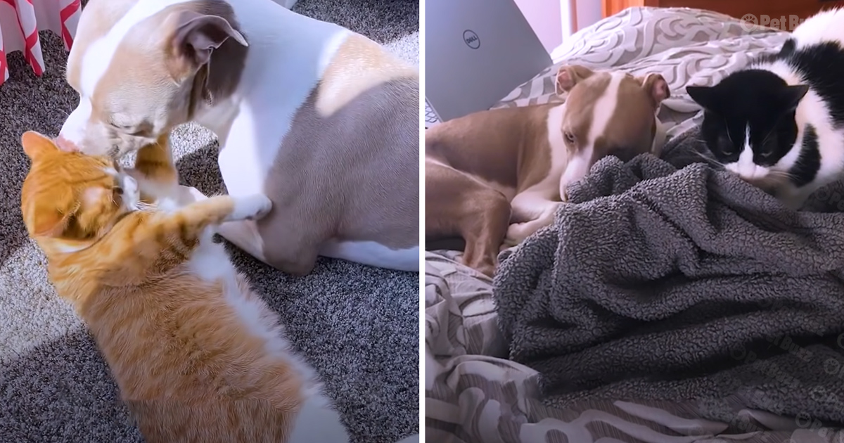 Dog and cat