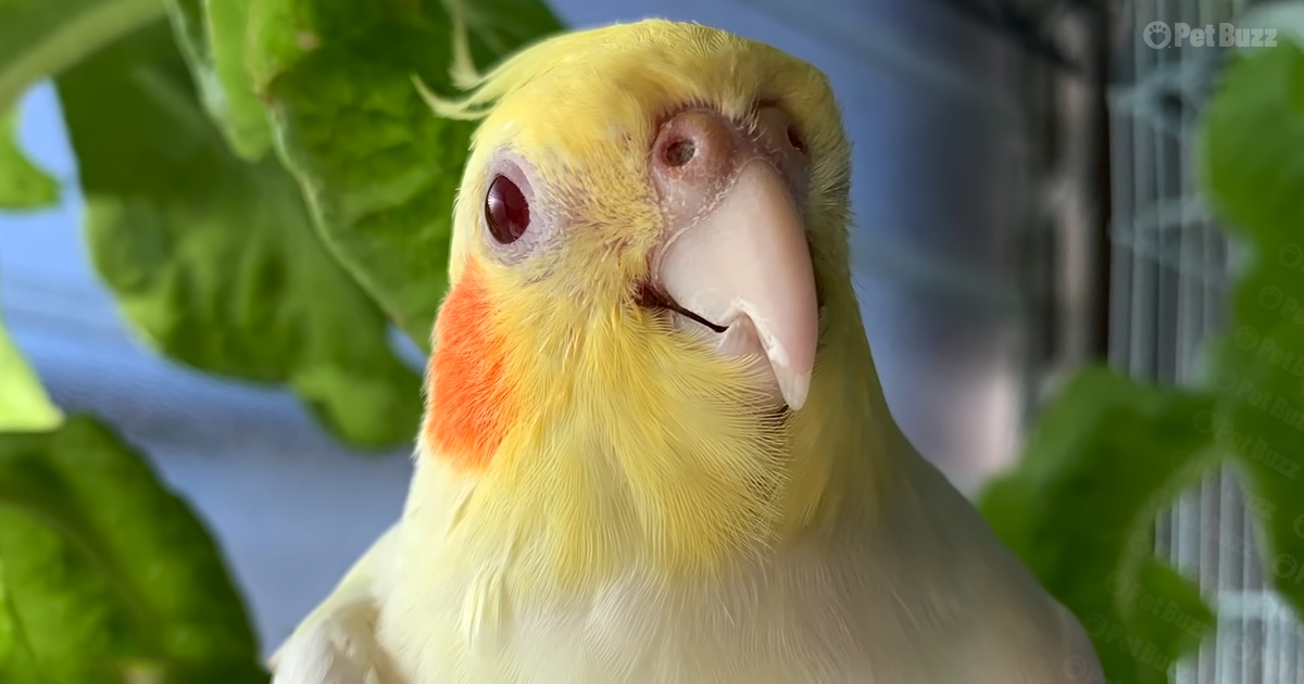 Rescued Cockatiel