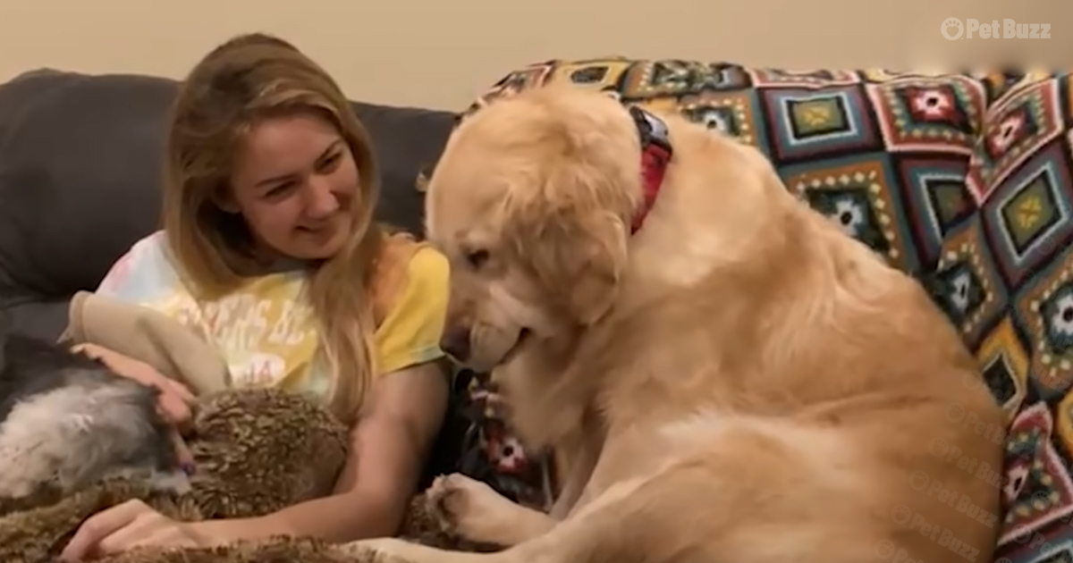 Rescued Golden Retriever