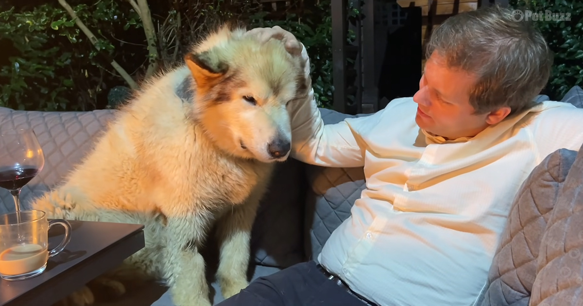 Alaskan Malamute