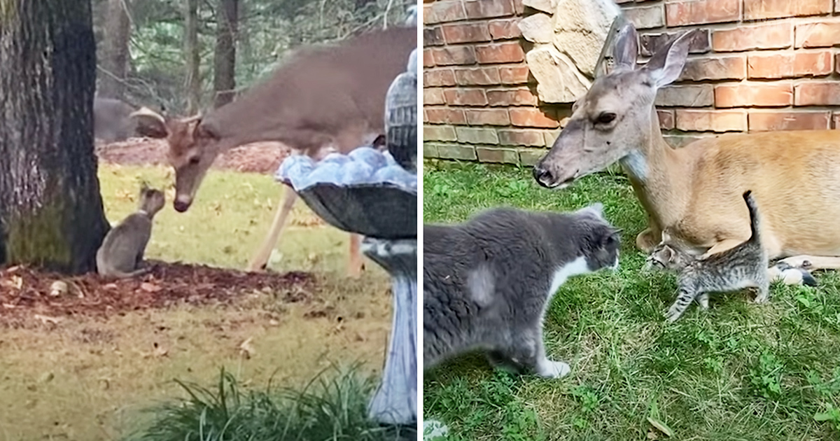 Kitten with wild deer