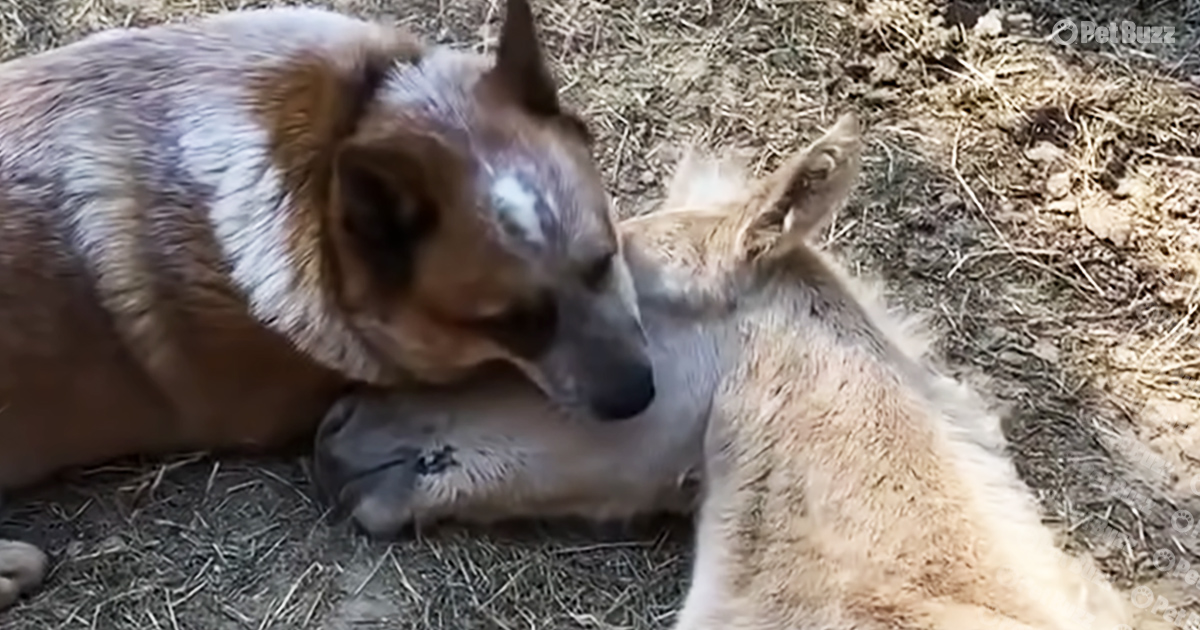 Dog and foal