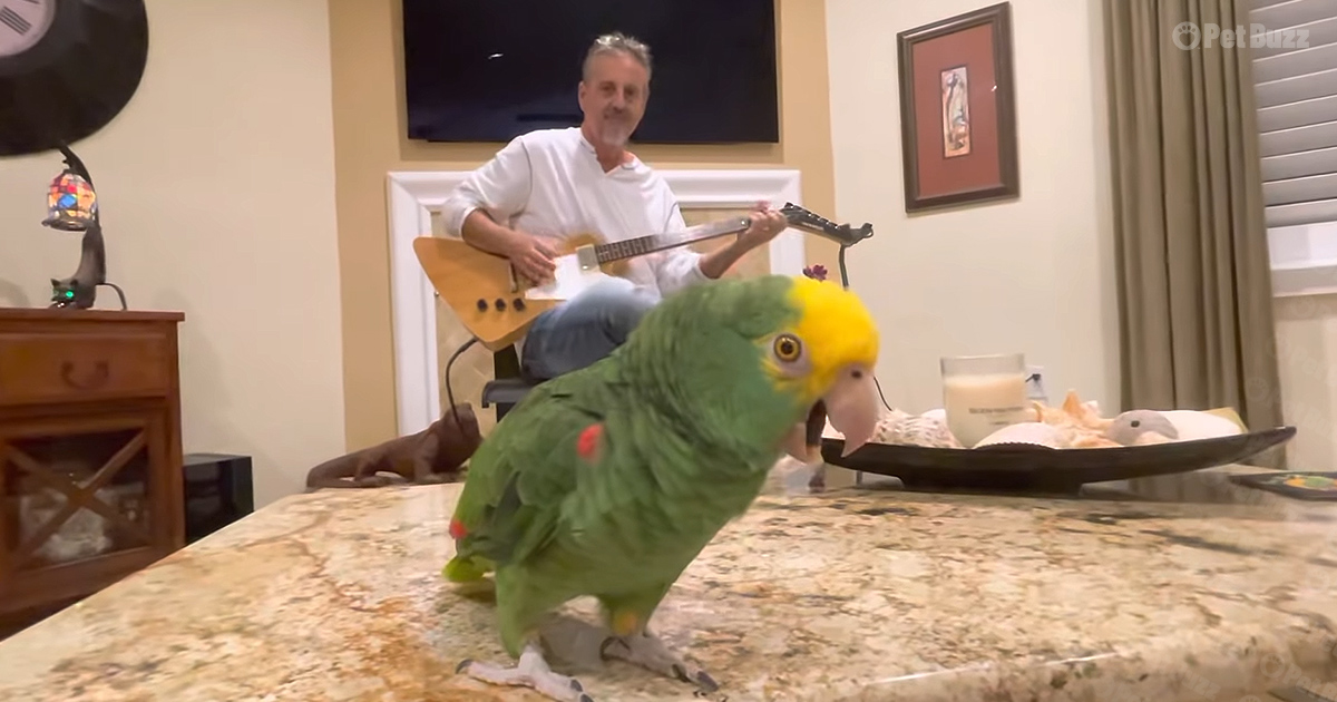 The singing parrot