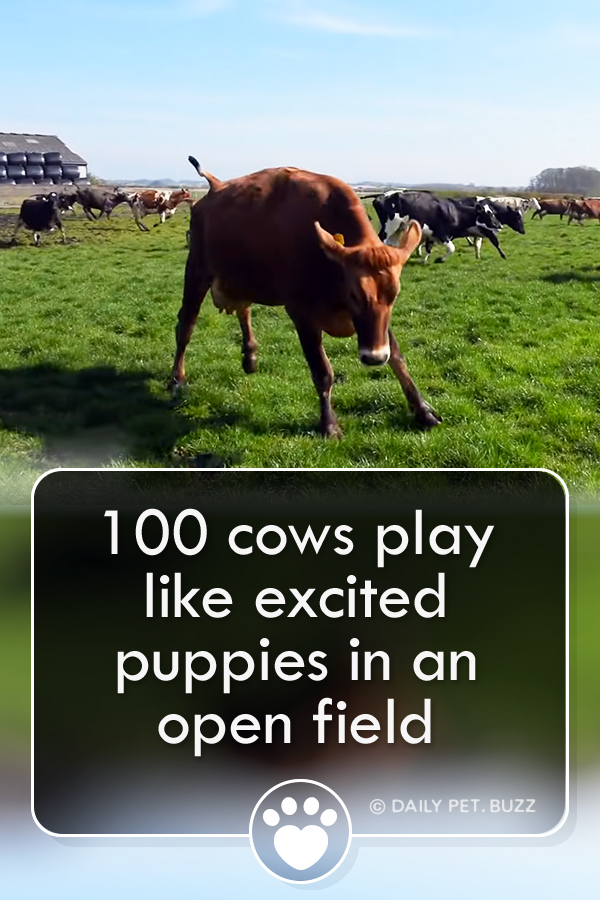100 cows play like excited puppies in an open field