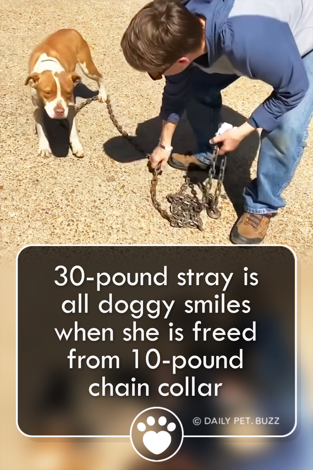 30-pound stray is all doggy smiles when she is freed from 10-pound chain collar
