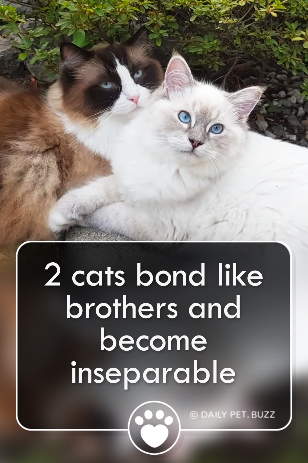 2 cats bond like brothers and become inseparable
