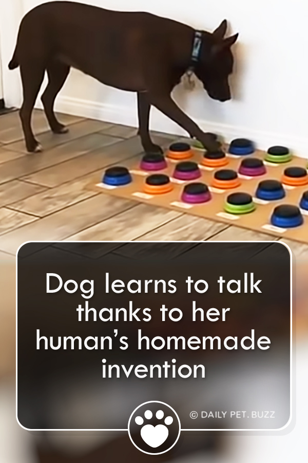 Dog learns to talk thanks to her human\'s homemade invention