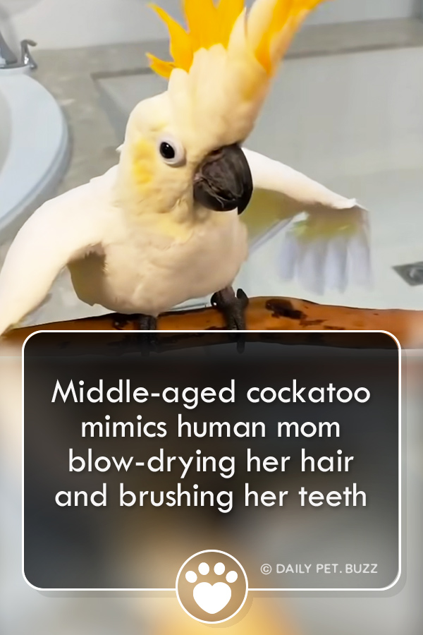 Middle-aged cockatoo mimics human mom blow-drying her hair and brushing her teeth