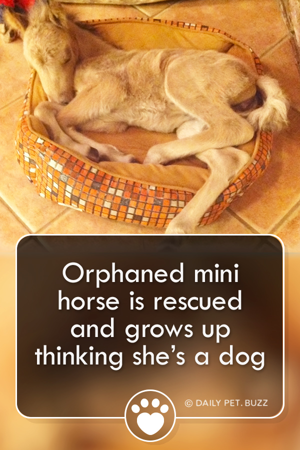 Orphaned mini horse is rescued and grows up thinking she’s a dog