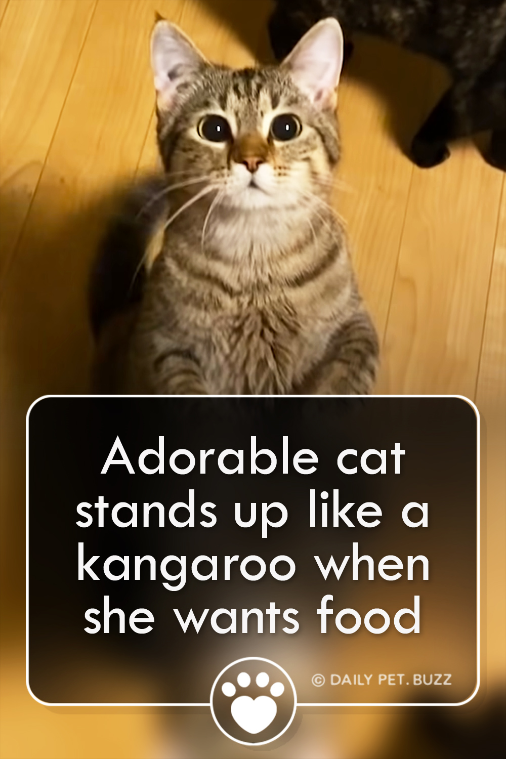 Adorable cat stands up like a kangaroo when she wants food