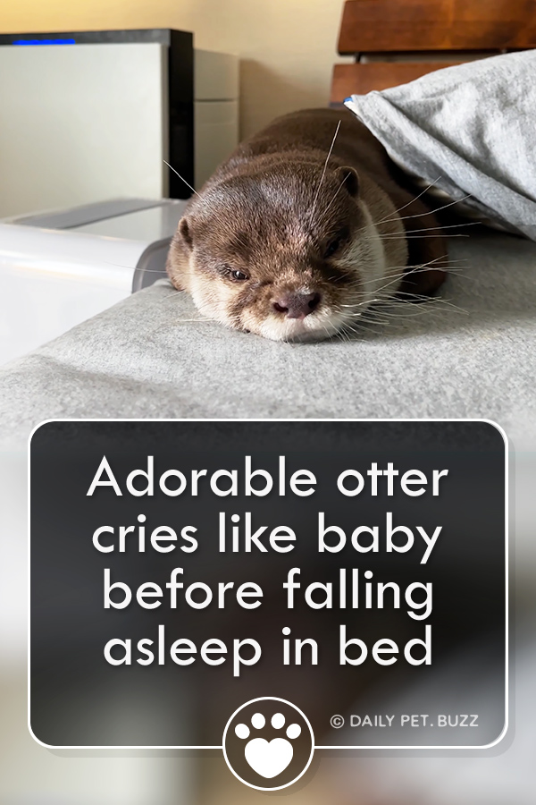 Adorable otter cries like baby before falling asleep in bed