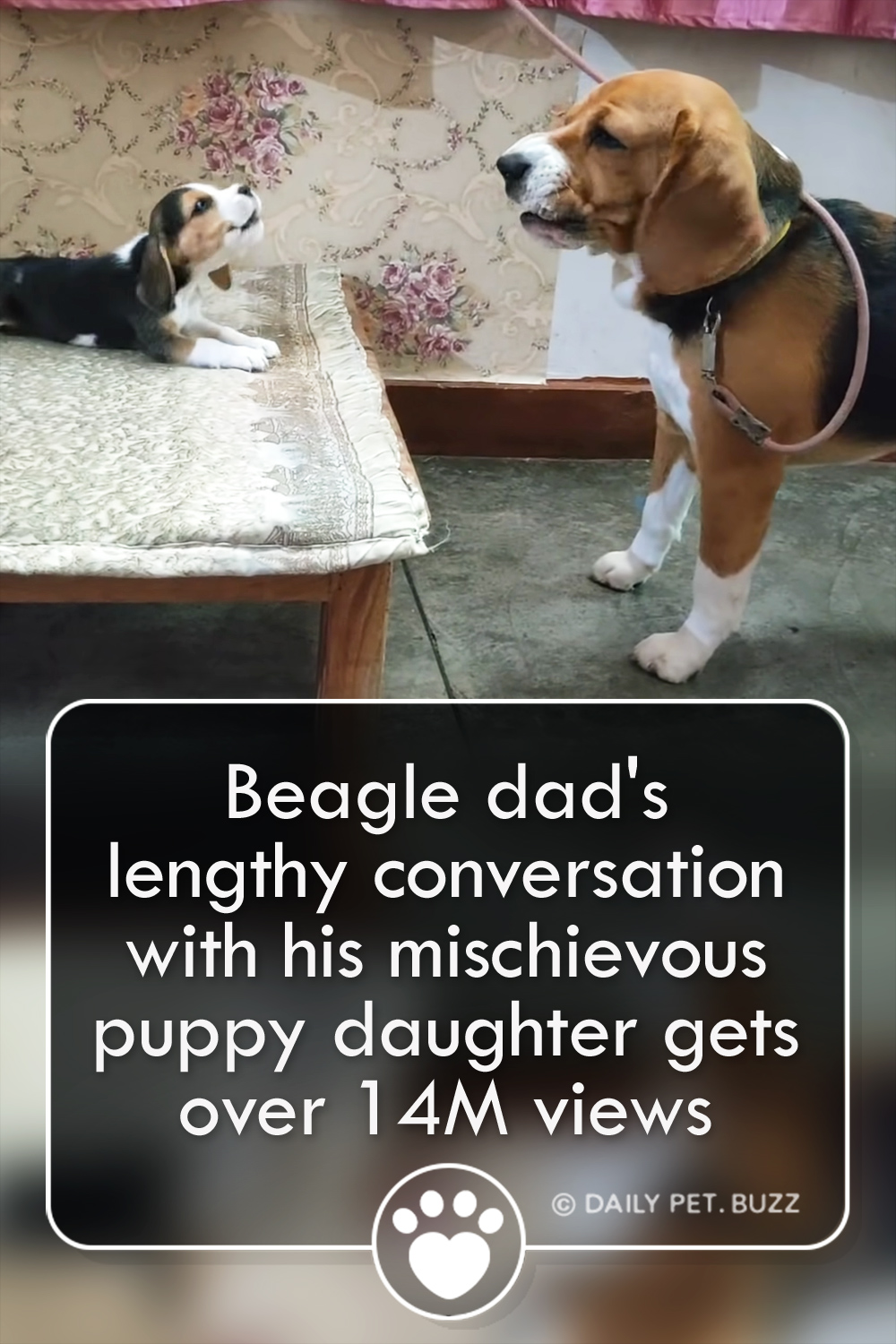 Beagle dad\'s lengthy conversation with his mischievous puppy daughter gets over 14M views