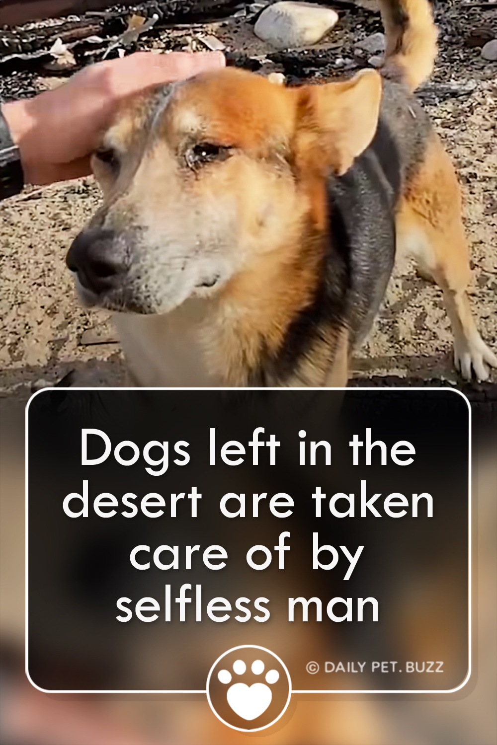 Dogs left in the desert are taken care of by selfless man