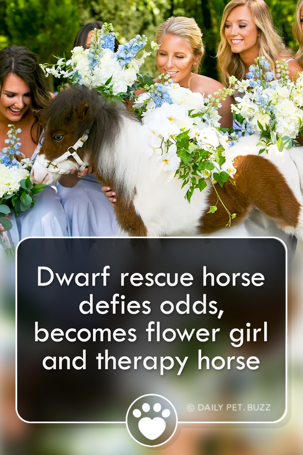 Dwarf rescue horse defies odds, becomes flower girl and therapy horse