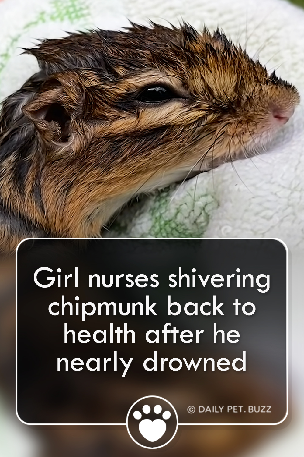 Girl nurses shivering chipmunk back to health after he nearly drowned
