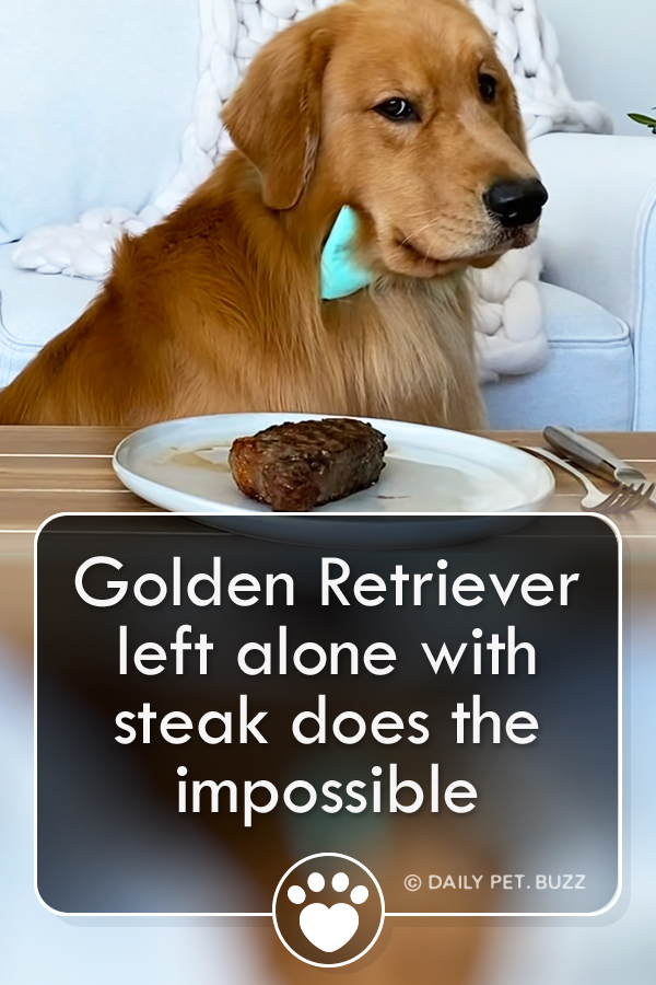 Golden Retriever left alone with steak does the impossible