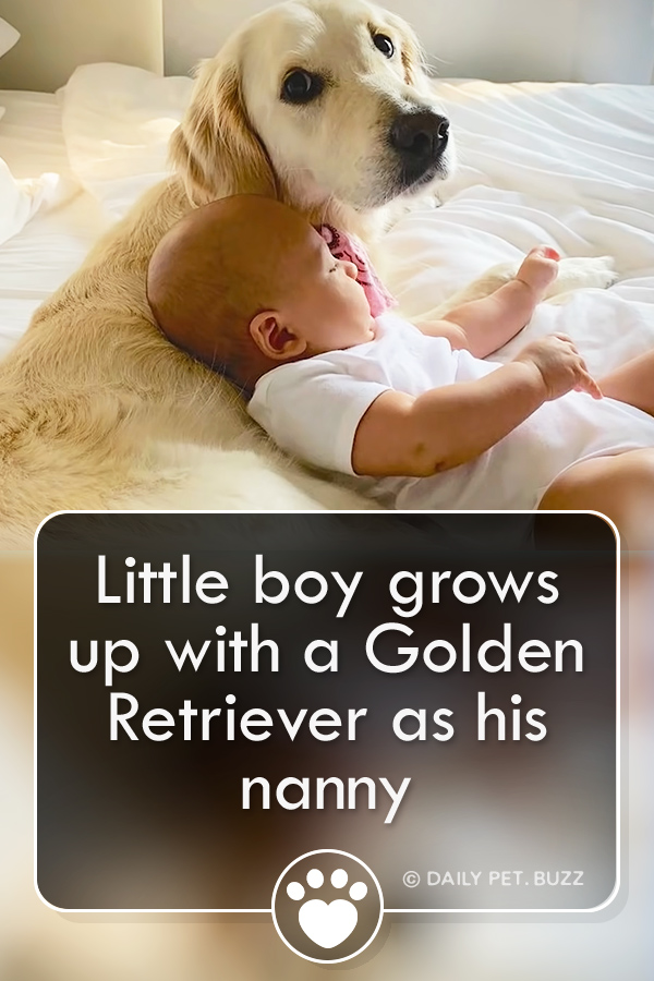 Little boy grows up with a Golden Retriever as his nanny
