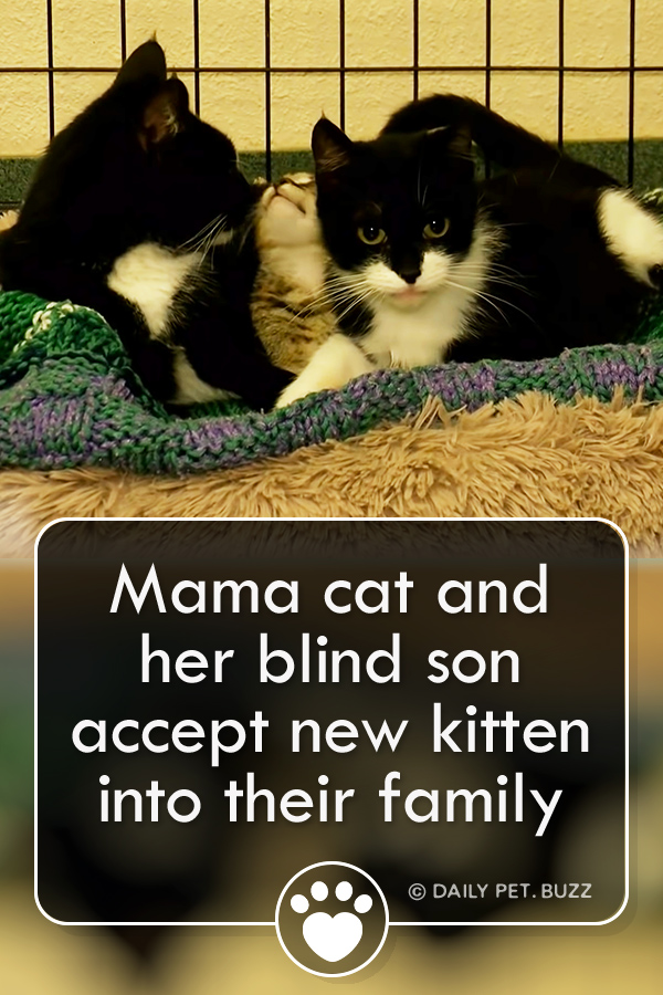 Mama cat and her blind son accept new kitten into their family