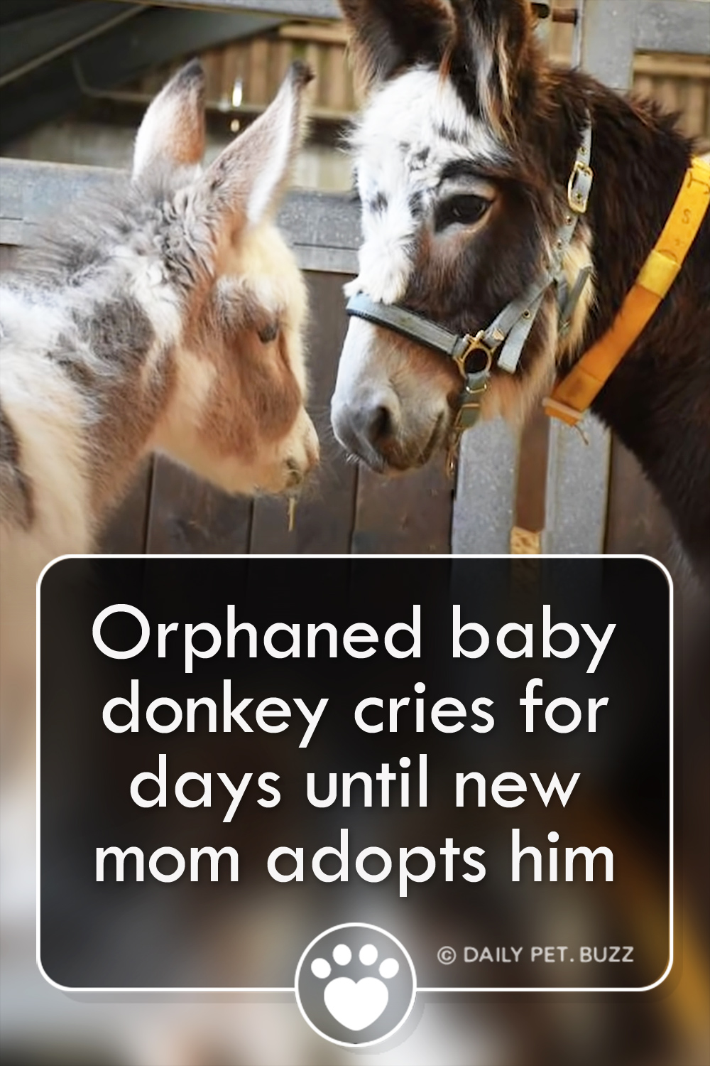 Orphaned baby donkey cries for days until new mom adopts him
