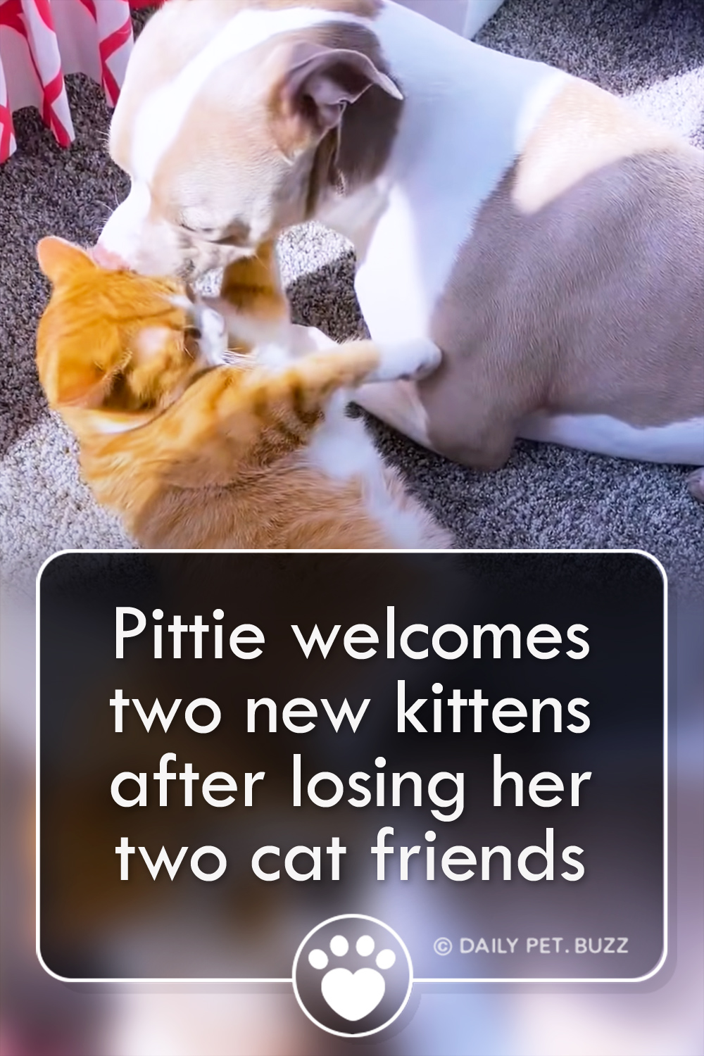 Pittie welcomes two new kittens after losing her two cat friends