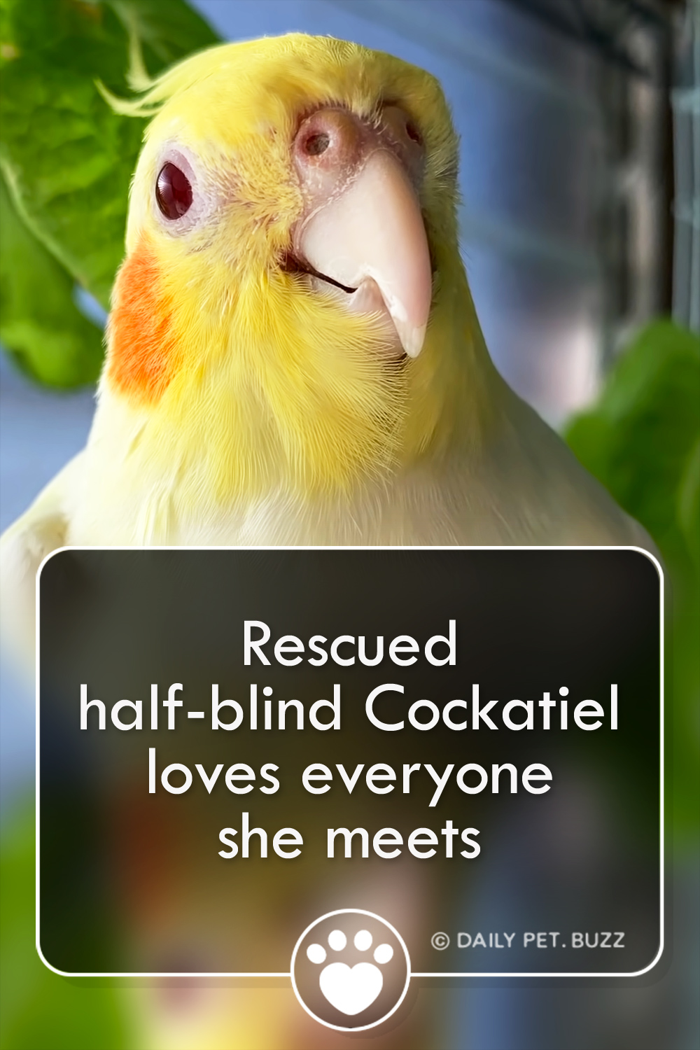 Rescued half-blind Cockatiel loves everyone she meets