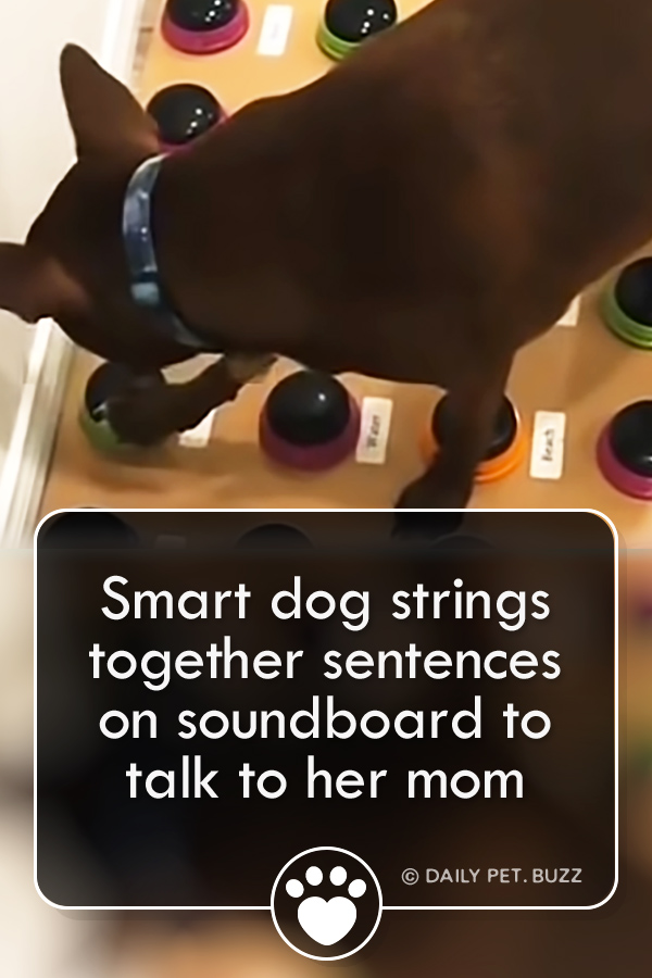 Smart dog strings together sentences on soundboard to talk to her mom