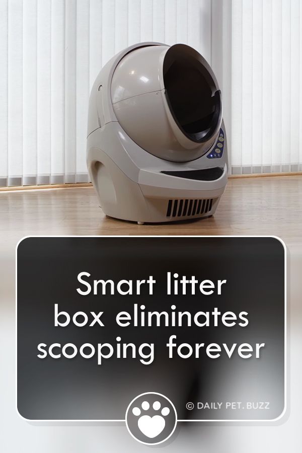 Smart litter box eliminates scooping forever